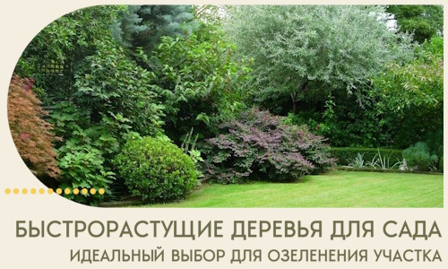 Быстрорастущие деревья для сада идеальный выбор в Касимах