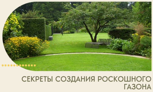 Секреты создания роскошного газона в Касимах